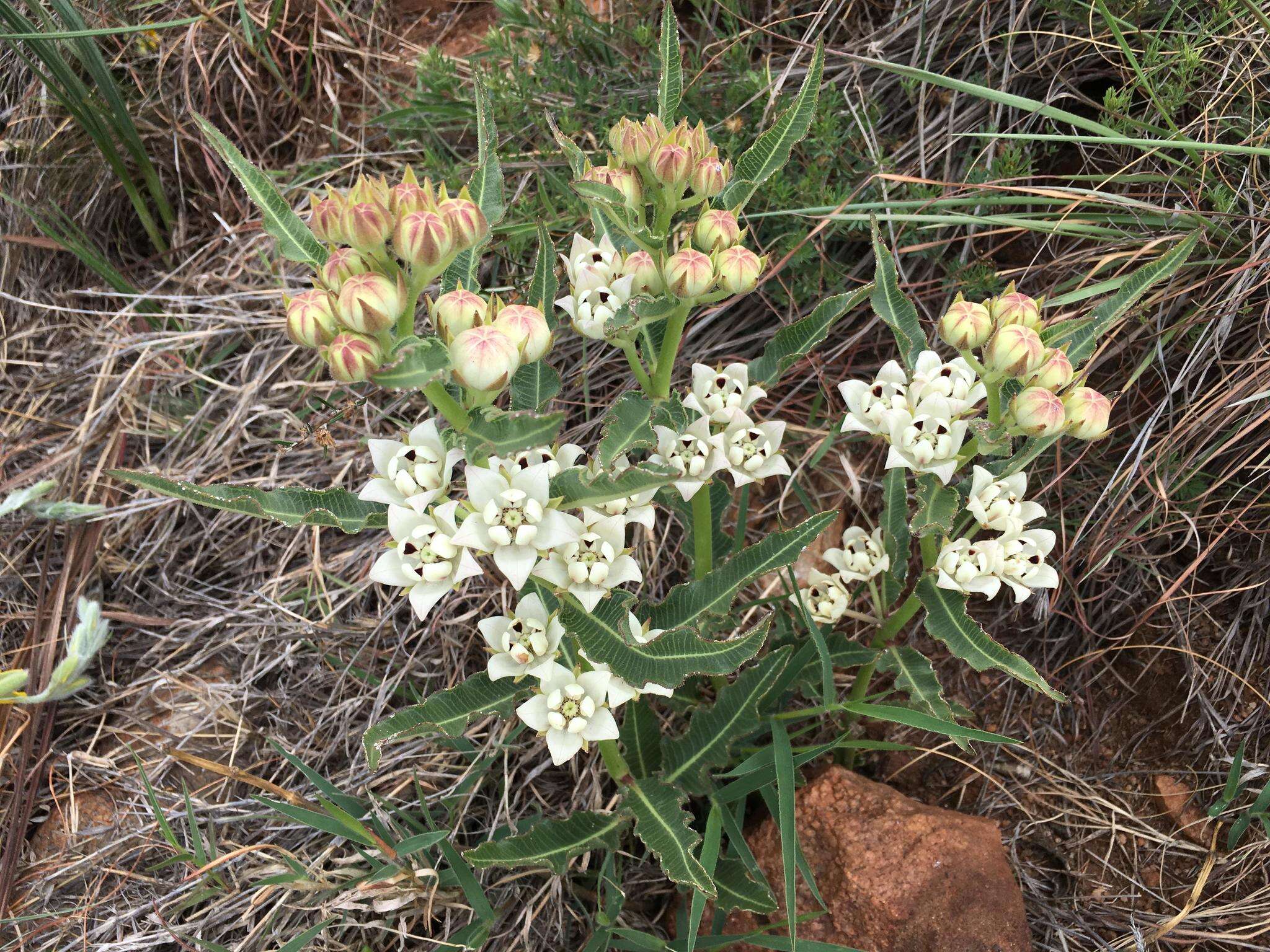 Image of Pachycarpus schinzianus (Schltr.) N. E. Br.