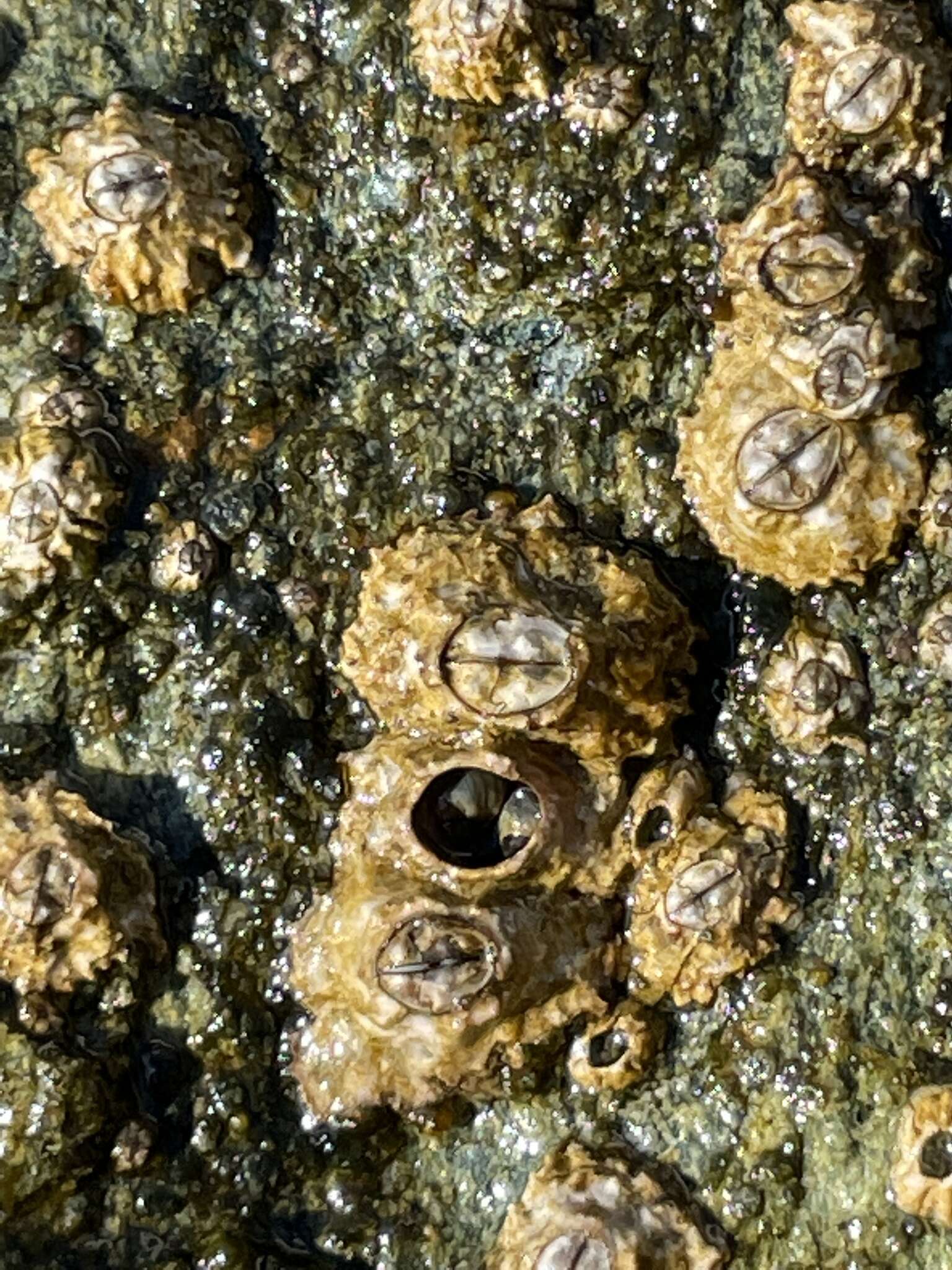 Image of Poli's stellate barnacle