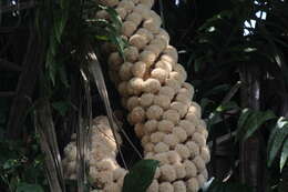 Image of Ecuadorian Ivory Palm