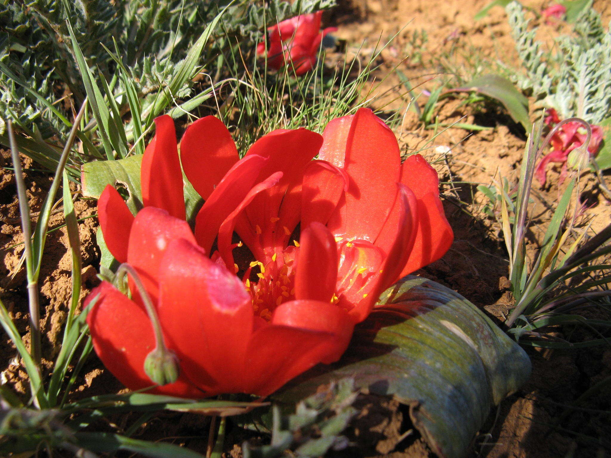 Image of Daubenya aurea Lindl.