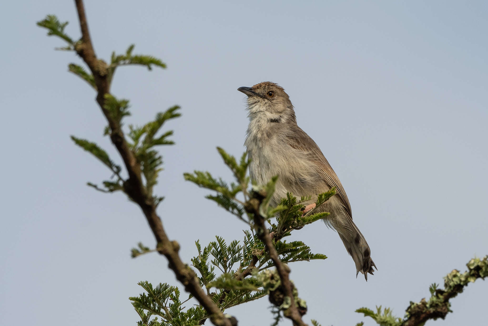 Image of Trilling Cisticola