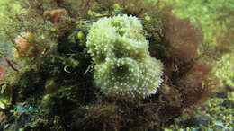 Image of brittle horny sponge