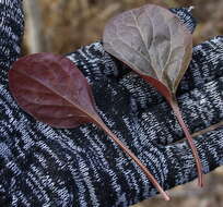 Image of liverleaf wintergreen