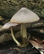 Image of Volvariella cubensis (Murrill) Shaffer 1957