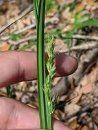 Image of stalkgrain sedge