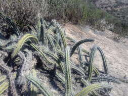 Echinopsis pachanoi (Britton & Rose) H. Friedrich & G. D. Rowley的圖片