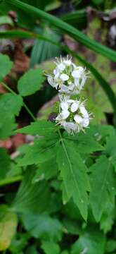 Image of Cardamine leucantha (Tausch) O. E. Schulz