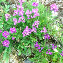 Image of Oxytropis middendorffii Trautv.