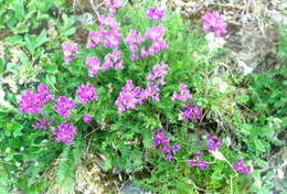 Image de Oxytropis middendorffii Trautv.