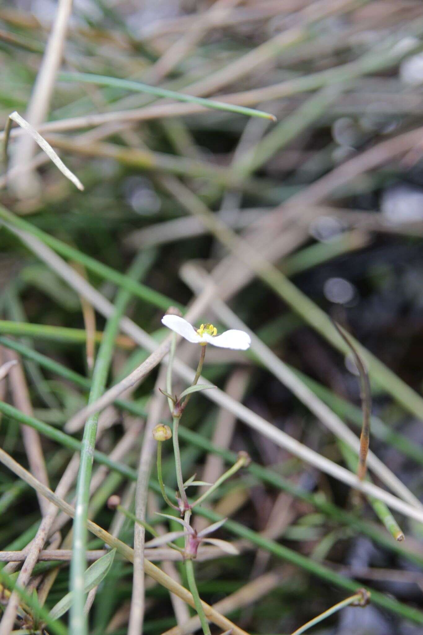 Image of Baldellia repens subsp. cavanillesii (Molina Abril, A. Galán, J. M. Pizarro & Sard. Rosc.) Talavera