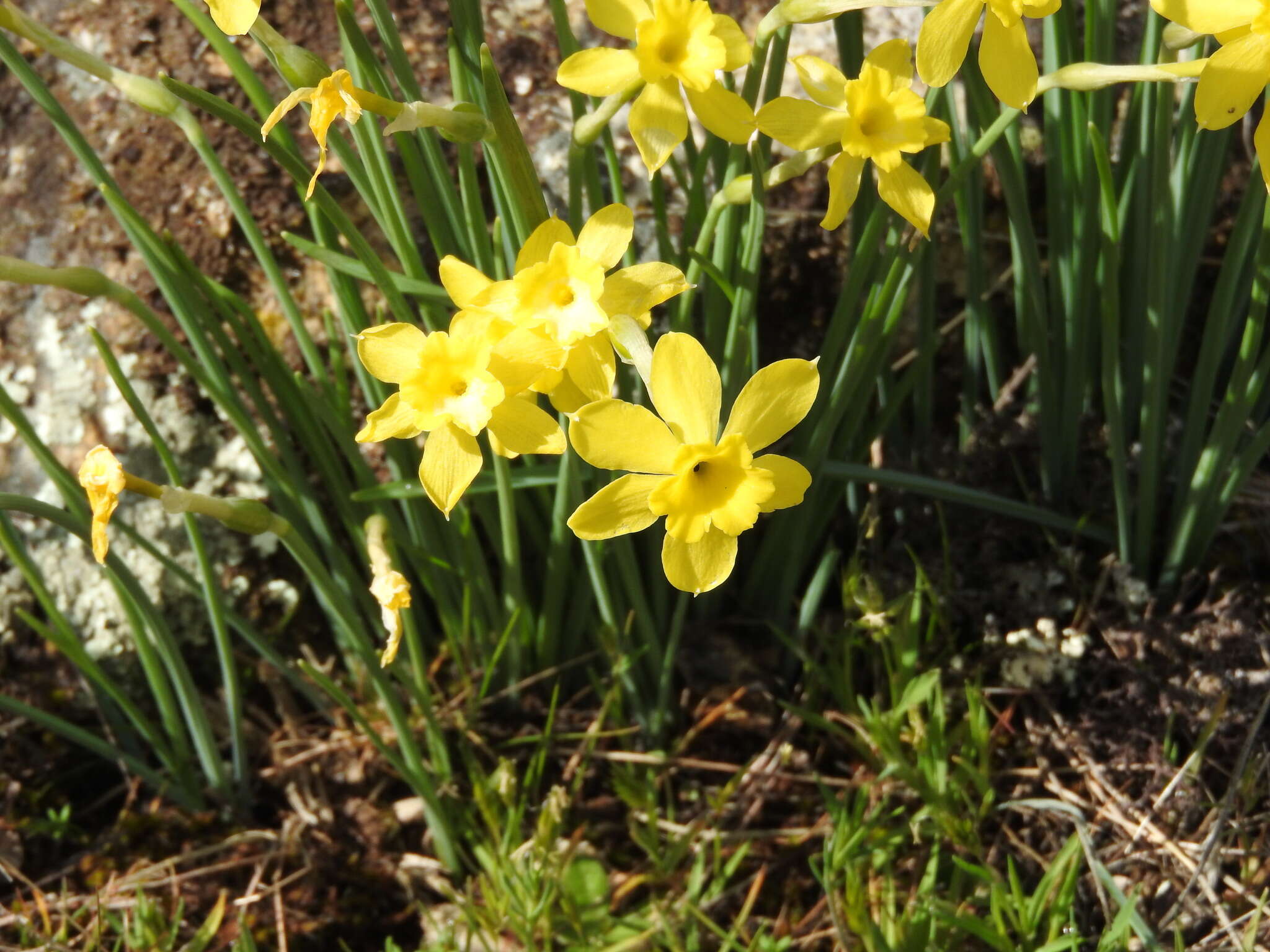 Image of Narcissus rupicola Dufour