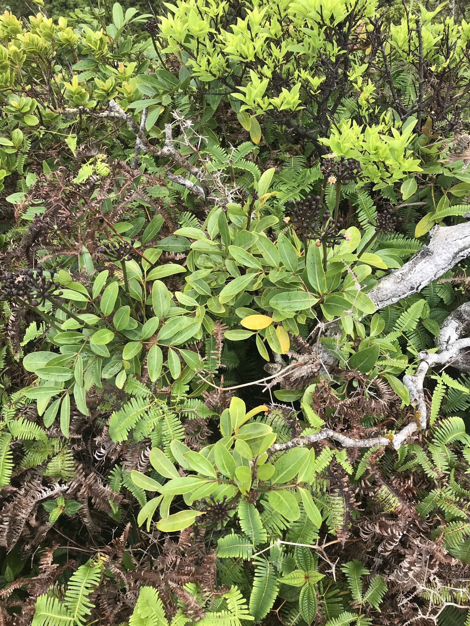 Polyscias oahuensis (A. Gray) Lowry & G. M. Plunkett的圖片