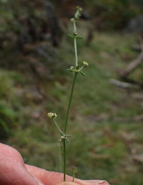 Image of Galium gaudichaudii DC.