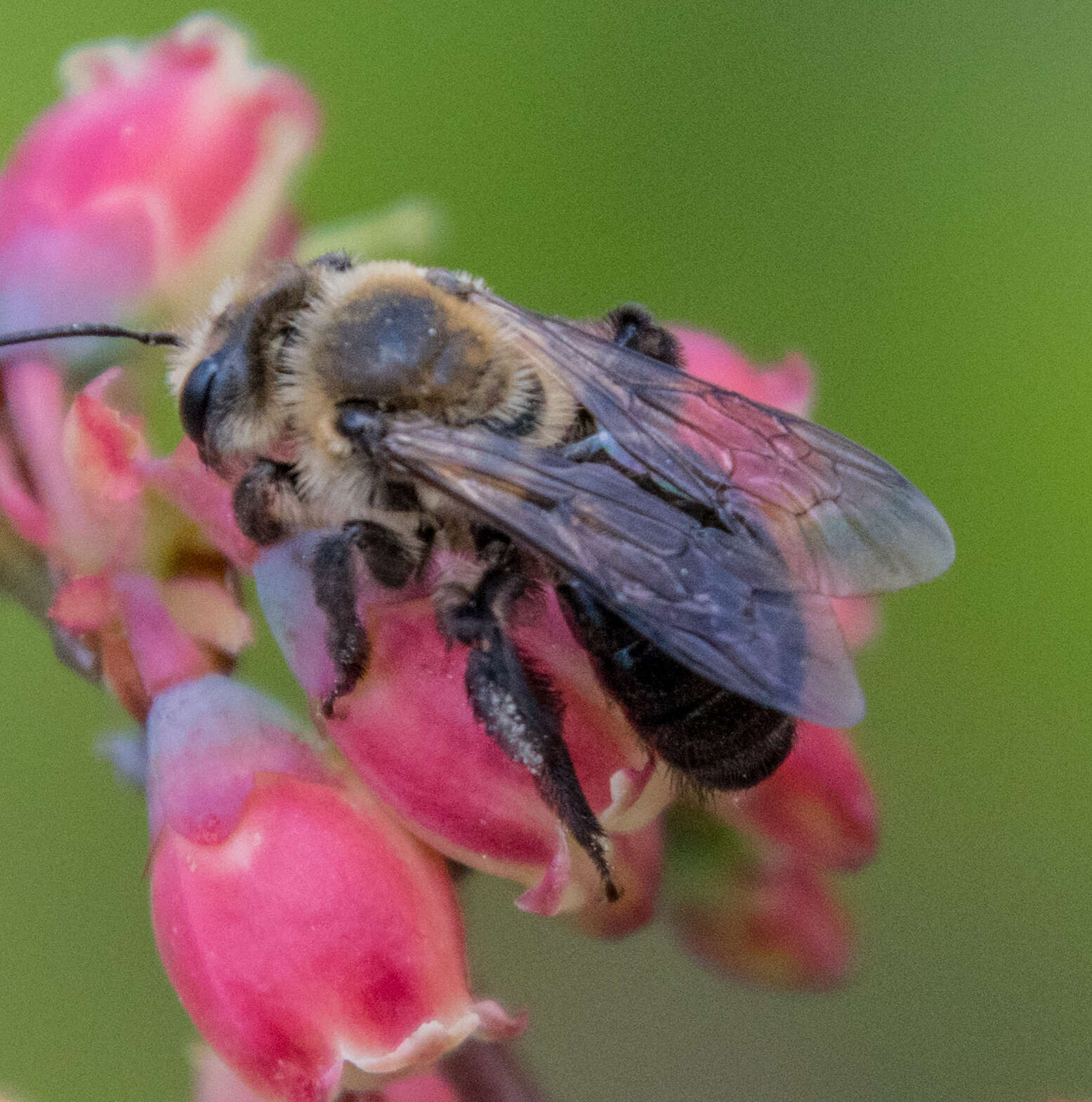 Imagem de Andrena vicina Smith 1853