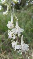 Delphinium carolinianum subsp. virescens (Nutt.) R. E. Brooks的圖片