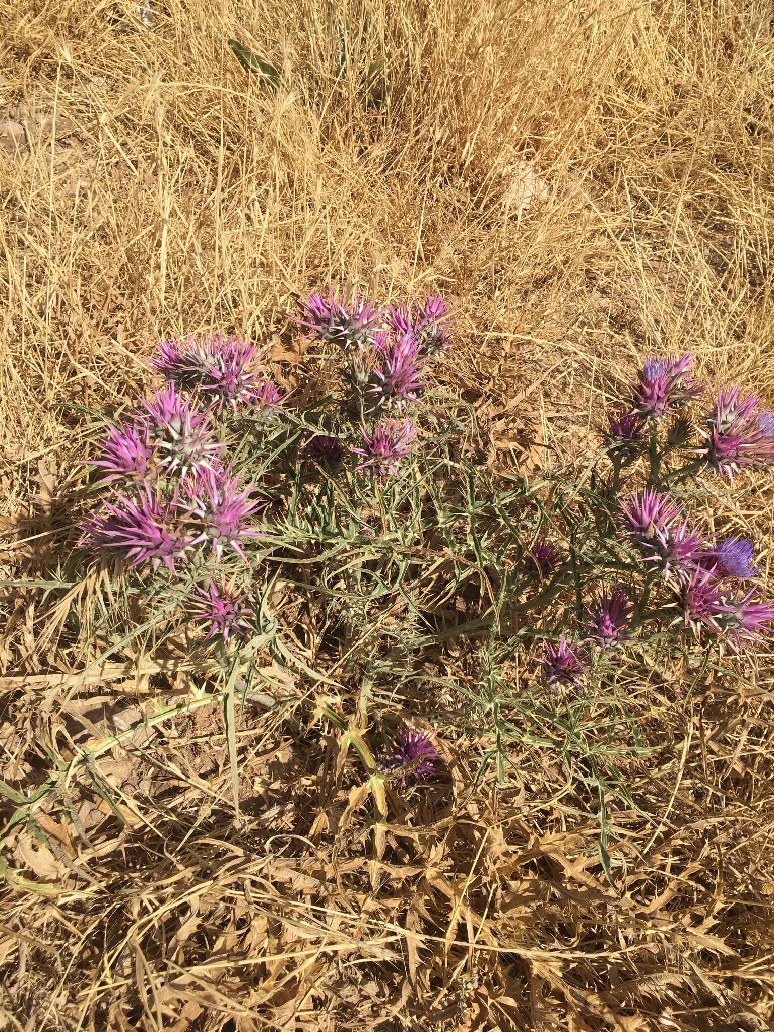 Image of Cynara baetica subsp. maroccana A. Wikl.