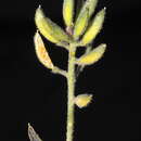 Image of Draba macleanii Hook. fil.