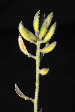 Image of Draba macleanii Hook. fil.