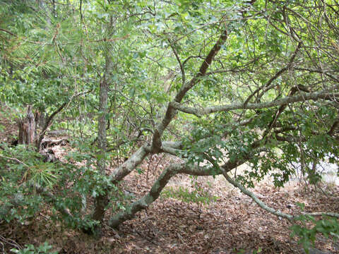 Image of Georgia Oak