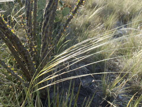 Plancia ëd Stipa neomexicana (Thurb.) Scribn.