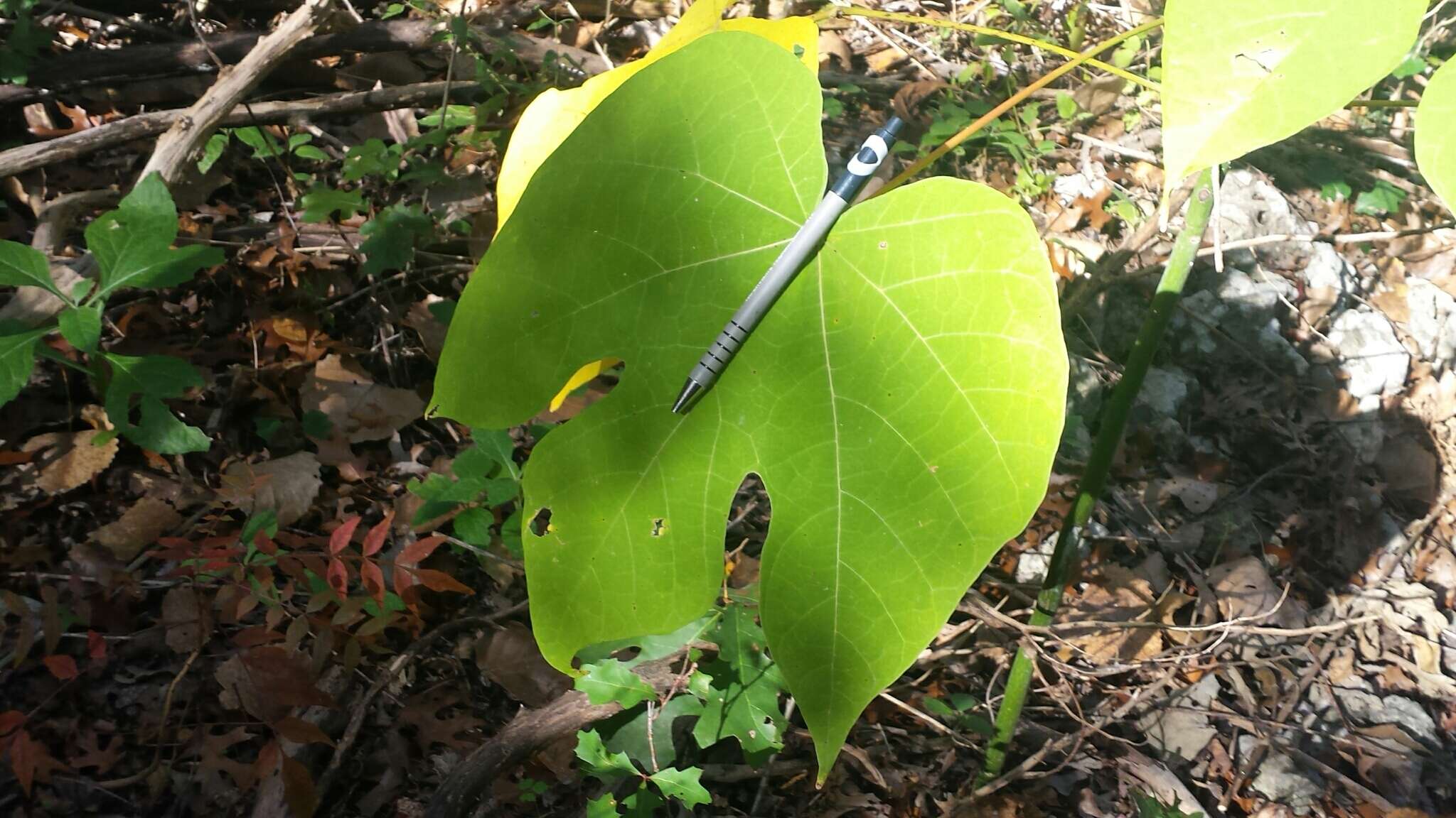 Image of Chinese parasoltree