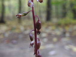 Image de Corallorhiza odontorhiza var. pringlei (Greenm.) Freudenst.