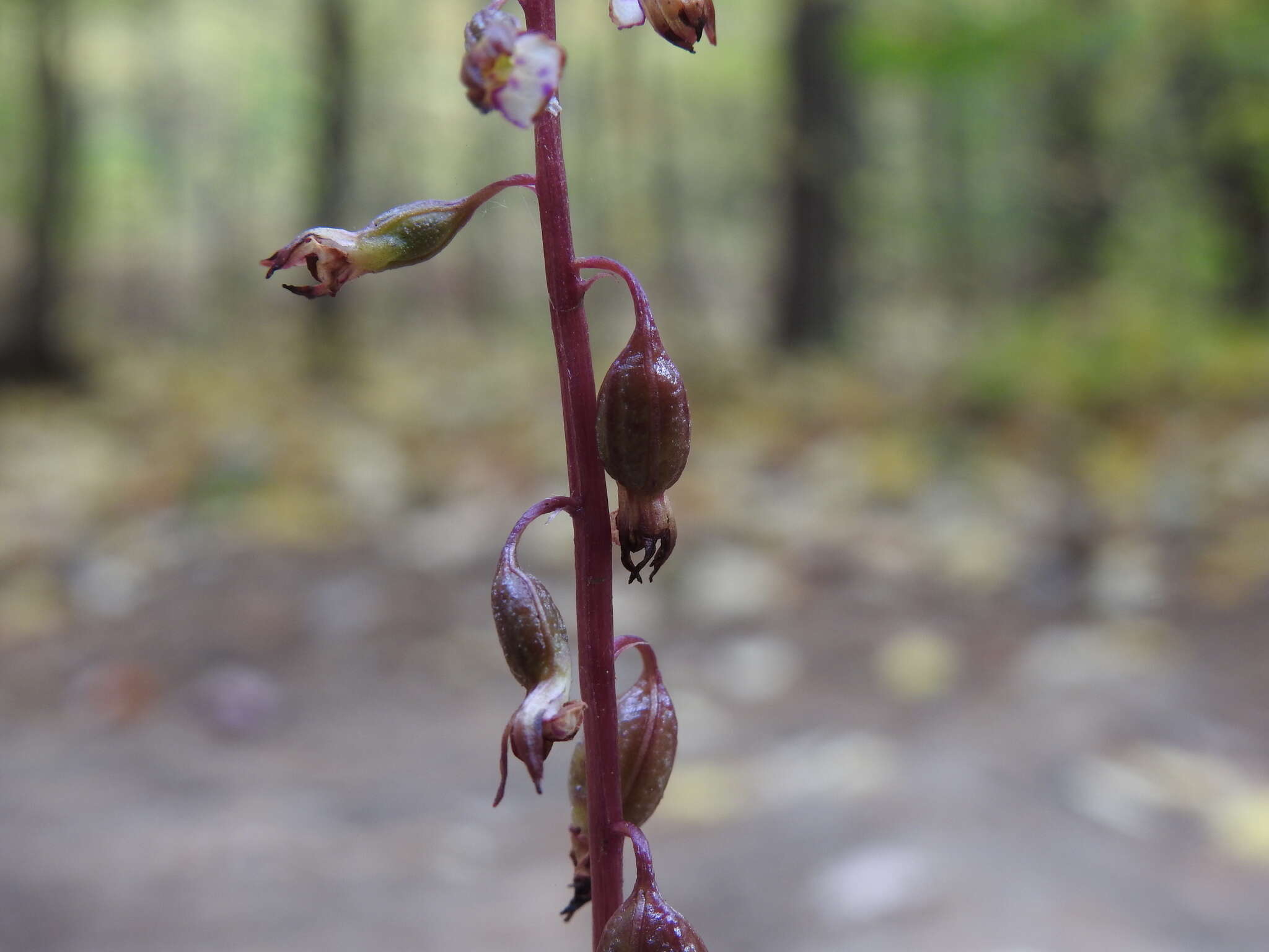 Image de Corallorhiza odontorhiza var. pringlei (Greenm.) Freudenst.