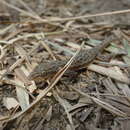 Sivun Hemidactylus stejnegeri Ota & Hikida 1989 kuva