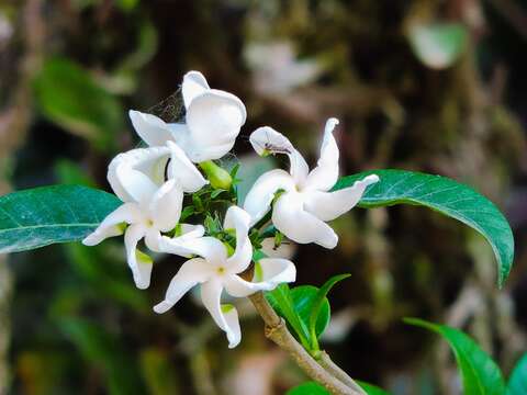 Plancia ëd Tabernaemontana catharinensis A. DC.