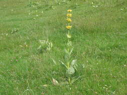 Image of Gentiana lutea subsp. lutea