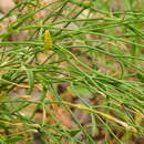 Image of Leptoglossis linifolia (Miers) Benth. & Hook. fil.