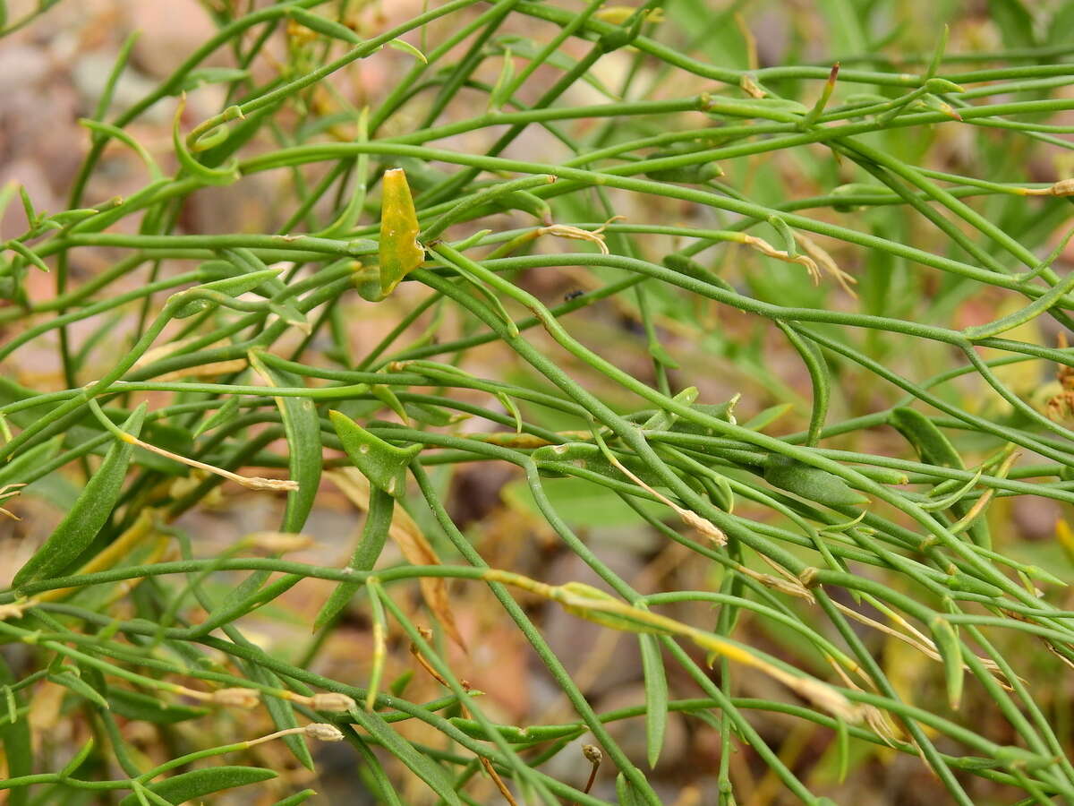 Image de Leptoglossis linifolia (Miers) Benth. & Hook. fil.