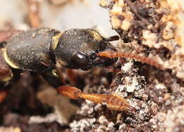 Image of Imperial rove beetle