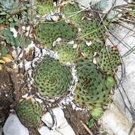 Image of Sempervivum calcareum Jordan