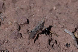 Trimerotropis gracilis (Thomas & C. 1872)的圖片