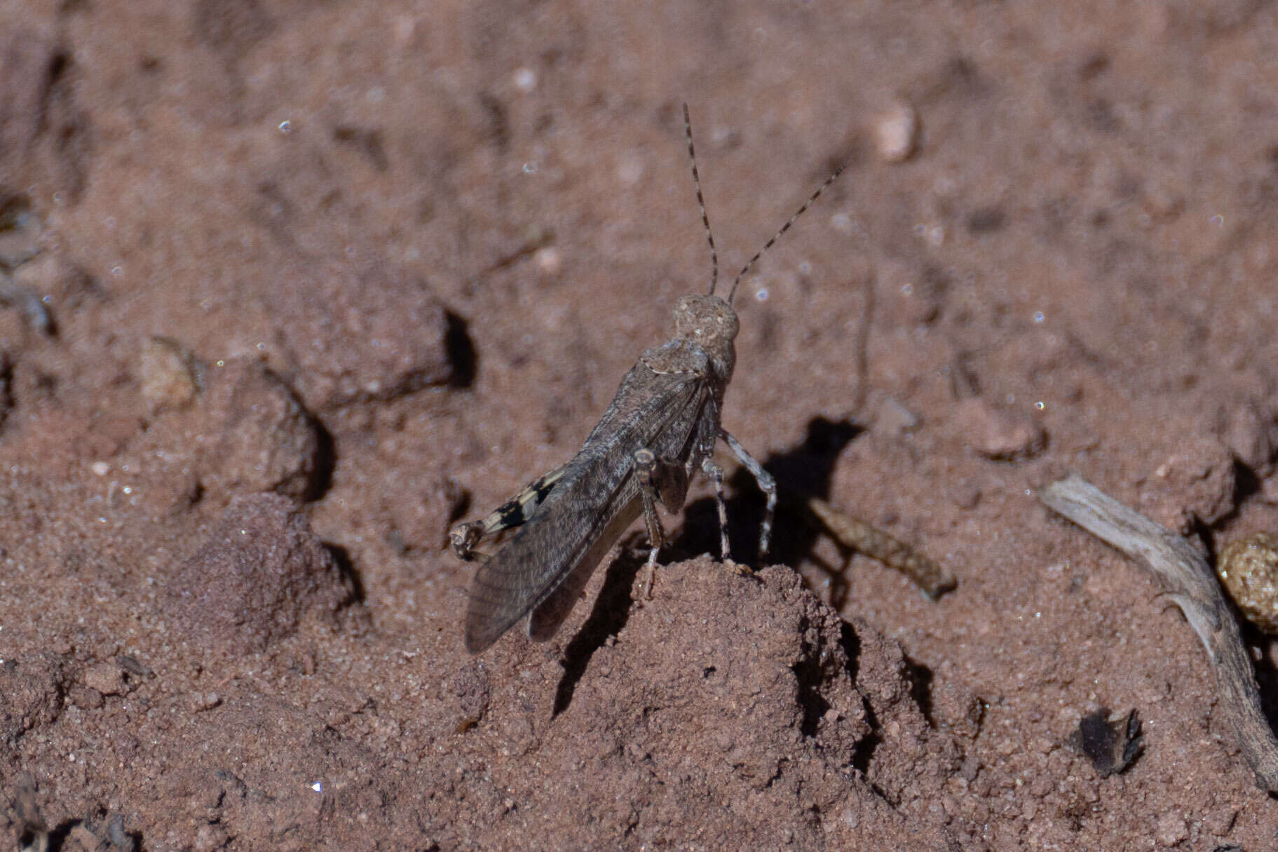 Plancia ëd Trimerotropis gracilis (Thomas & C. 1872)