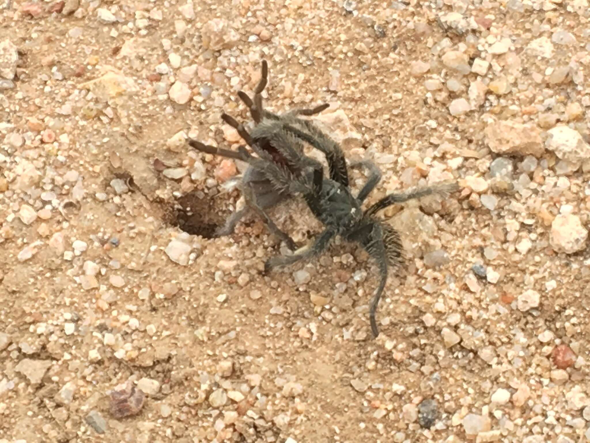 Image of Aphonopelma mareki Hamilton, Hendrixson & Bond 2016