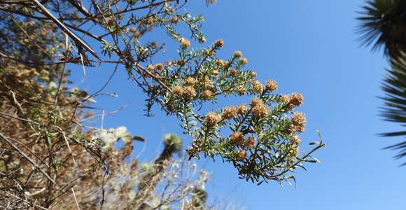 Image de Baccharis ramiflora A. Gray