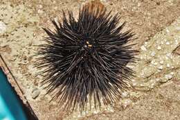 Image of Black Sea urchin