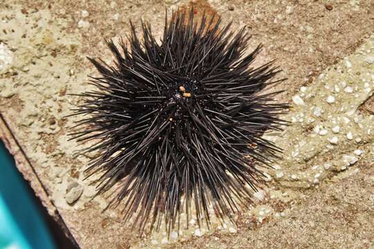 Image of Black Sea urchin