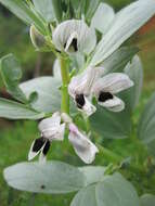 Image of Broad Bean