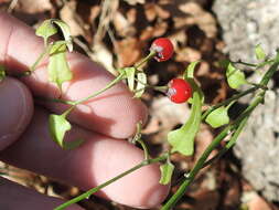 Image of Texas nightshade