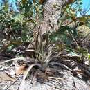 Dyckia machrisiana L. B. Sm. resmi