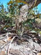 Dyckia machrisiana L. B. Sm. resmi