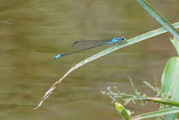 Image of Acanthagrion trilobatum Leonard 1977