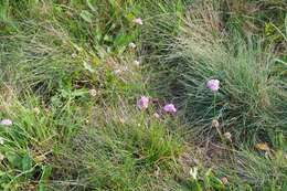 Image of Armeria maritima subsp. elongata (Hoffm.) Bonnier