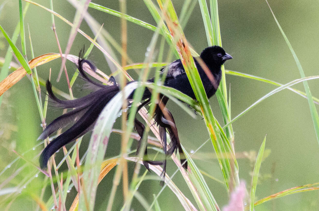 Image of Red-collared Whydah