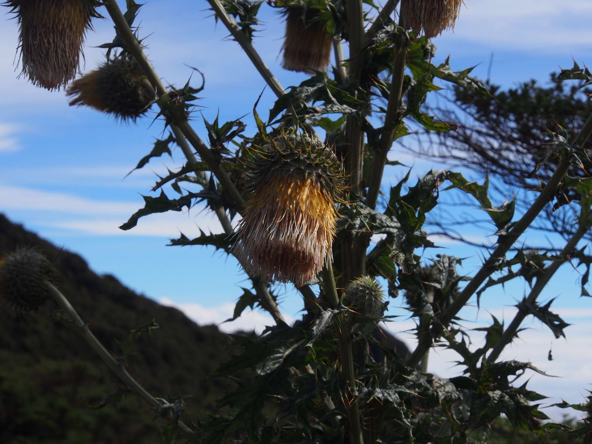 Imagem de Cirsium subcoriaceum (Less.) Sch. Bip. ex Seem.