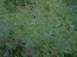 Image of Tagetes verticillata Lag. & Rod.