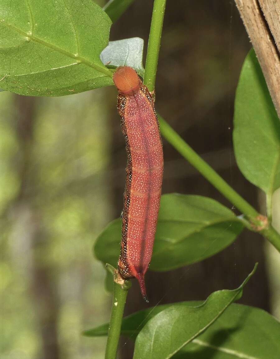 Image of Macroglossum errans